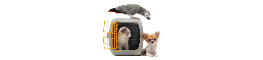 Transport & Călătorii